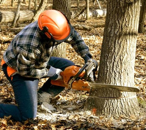 Tree Removal in Swanville, MN
